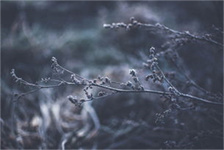 alphanumeric（Alphanumeric）